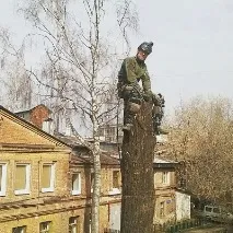 Загроза падіння дерев Дізнайтеся, коли вони почнуть становити загрозу! дерев