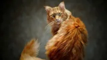 Догляд за котом після кастрації кастрації