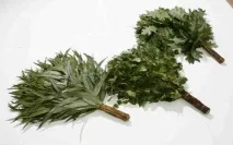 Віники для лазні своїми руками березові, ялицеві, дубові, горобинні - Легка справа віники