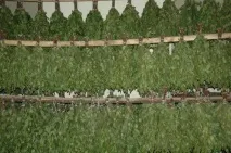 Віники для лазні своїми руками березові, ялицеві, дубові, горобинні - Легка справа своїми