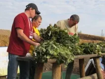 Віники для лазні своїми руками березові, ялицеві, дубові, горобинні - Легка справа лазні