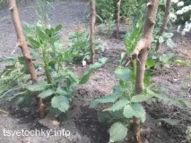 жоржинами