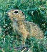 Citellus citellus Linnaeus, 1766 Європейський західний, сірий ховрах західний