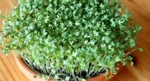 Tipuri de salată verde - descriere și caracteristici de cultivare - Idei de țară și experiența grădinarilor
