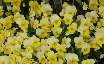 Віола ампельна вирощування з насіння, посадка та догляд за рослиною, LS ампельна