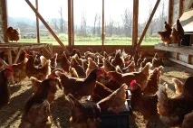 Вирощування курей та курчат несучок у домашніх умовах відео вирощування