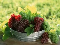 Виноград - корисні властивості властивості