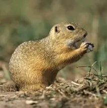 Citellus citellus Linnaeus, 1766 Європейський західний, сірий ховрах linnaeus