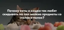Ось чому кішки скидають речі зі столу та полиць чому
