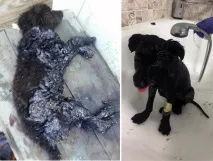 Волонтери 3 дні рятували собаку, який упав у яму з гарячим бітумом який