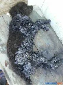 Волонтери 3 дні рятували собаку, який упав у яму з гарячим бітумом волонтери