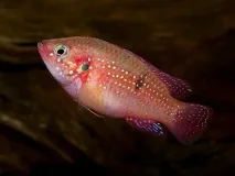 ХЕМІХРОМІС ЧЕРВОНИЙ (Hemichromis lifalili) - Домашній акваріум lifalili