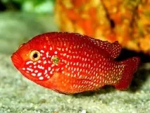 ХЕМІХРОМІС ЧЕРВОНИЙ (Hemichromis lifalili) - Домашній акваріум акваріум