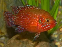 ХЕМІХРОМІС ЧЕРВОНИЙ (Hemichromis lifalili) - Домашній акваріум домашній