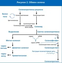 Характеристики різних джерел органічного селену джерел