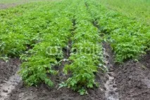 Як підвищити врожай картоплі, Agroportal картоплі