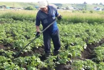 Як підвищити врожай картоплі, Agroportal врожай