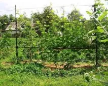 Як правильно підв’язати виноград до шпалери, Веселий Урожайник підв