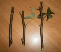 Як посадити троянду з букета букета