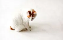 fotografie cu bobtail japonez, bobtail japonez,Japonia, coada bobtail, raritate, fotografie rase de pisici
