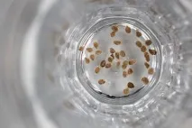 Замочування насіння в соку алое перед посадкою насіння