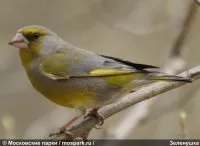 Живність - Парки Москви - чудове місце для прогулянки і не тільки парки