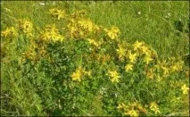 Звіробій - Народні засоби лікування, нетрадиційна медицина народні