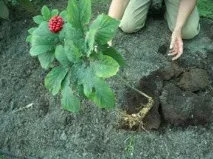 Женьшень – застосування в народній медицині! медицині