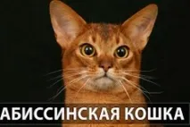 Абіссінська кішка кішок