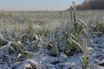 агротехніка