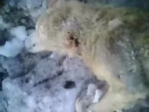 трупів