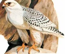 Алтайська кречет (Falco gyrfalco altaicils), кречет алтайська, ареал характер перебування середа алтайська