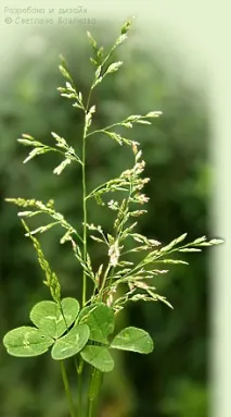 АПК - Вітус вітус