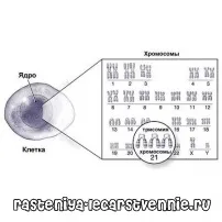 популярне