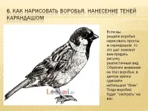 6. Як намалювати горобця намалювати