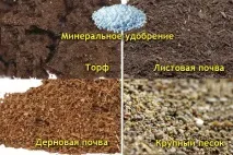 розмножити