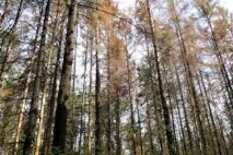 Боротьба з короїдом короїдом