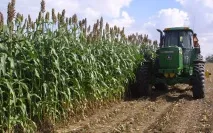 Сорго - Sorghum sorghum