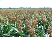 Сорго - Sorghum сорго
