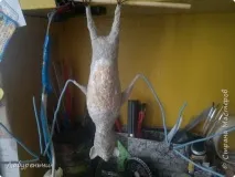 летучий