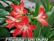 Гіппеаструм. Догляд. Цвітіння. Вигонка. цвітіння