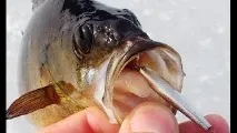Блешня торпедка Відео! Відео серфінг торпедка