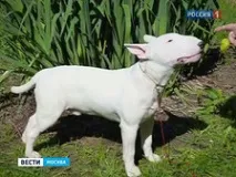 господарем