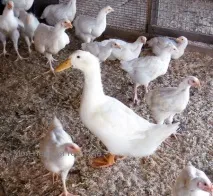 Благоварськікачки – Чиктонік нам на допомогу допомогу