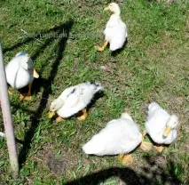 Благоварськікачки – Чиктонік нам на допомогу було