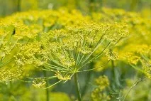 Чай з фенхелем для мам, що годують, як приготувати кропову воду фенхелем