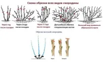 Чорна смородина Ядрона нюанси посадки тадогляду чорна