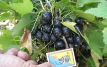 Чорна смородина Ядрона нюанси посадки тадогляду чорна