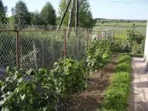 Чорна смородина Ядрона нюанси посадки тадогляду чорна