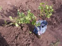 Чорна смородина Ядрона нюанси посадки тадогляду чорна